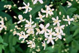 23 Of The Most Fragrant Flowers That Will Add Sweet Scents To Any Garden Fragrant Plant Fragrant Flowers Plants