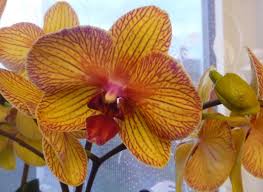 Check spelling or type a new query. Expert Guide To Orchid Care For The Amateur Phalaenopsis