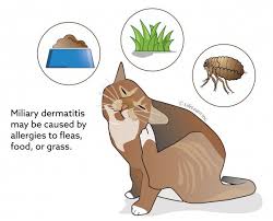 Cats are undoubtedly among the best pets you can have. Miliary Dermatitis In Cats Vca Animal Hospital
