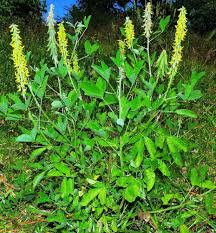 Image result for Crotalaria torrei