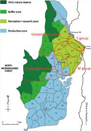 Image result for Musanga leo-errerae