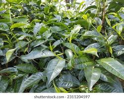 Image result for Theaceae