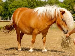 The falabella is the smallest and the rarest breeds of horses in the world. Landpark Lauenbruck Falabella Ponys