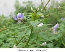 Image result for Cleome iberidella