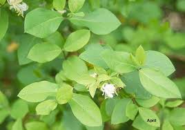 Image result for Lonicera confusa