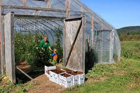 Disease Prevention in High Tunnel Production