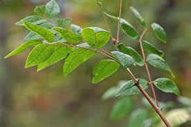 Image result for Zanthoxylum
