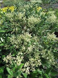 Check spelling or type a new query. Ligustrum Japonicum Amur Chinese Privet Common Privet Curlyleaf Ligustrum Japanese Privet Privet Wax Leaf North Carolina Extension Gardener Plant Toolbox