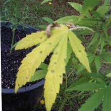 Drop ph to 6.5 water when the plant needs it not when you want to feed it,feel the weight of your pot,use a empty one and judge the. Help Yellow Leaves Necrotic Spots Cannabis Cultivation Growery Message Board