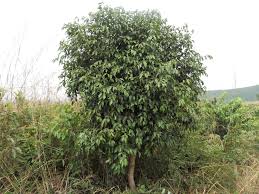 Image result for Syzygium