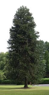 Image result for Arauk rie Araucaria
