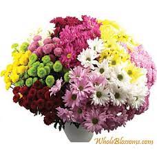 Montgomery' #1 flower delivery by florists online. The Cdn Cushion Daisy Novelty Pompon Selection Includes A Dazzling Assortment Of Cushion Wholesale Flowers Wedding Country Wedding Flowers Wedding Flowers