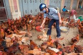 Inhumans, bird flu causes respiratory symptoms like cough, cold. Questions And Answers On Avian Influenza A H7n9 Or Bird Flu