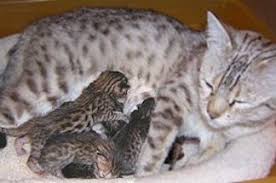 Are you looking to buy an exotic car? Bengal Kittens For Sale In Florida