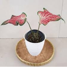 Maybe you would like to learn more about one of these? Jual 2 Jenis Tanaman Bunga Hias Hidup Caladium White Keladi Wayang Kab Bogor Kis Garden Tokopedia