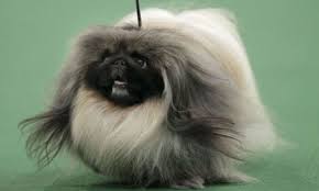 It is important to note, of course, that all of the dogs at westminster are very good dogs. Westminster Dog Show 2012 Best In Show Life And Style Theguardian Com
