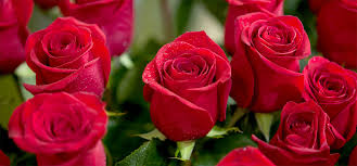 Bildergebnis für beautiful roses