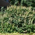 Image result for Aeschynomene baumii