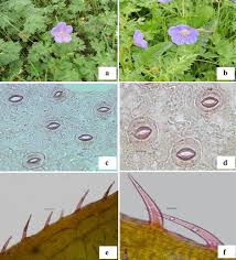 Image result for Cleome polyanthera