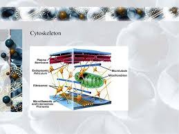 Without it, it's a good question what would happen. Cells The Building Blocks Of Life By Adam Liu Life Is Cellular What Is A Cell A Cell Is The Basic Unit Of Structure And Function In Living Things Ppt Download