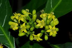 Image result for Psychotria capensis
