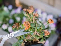 Through this method, certain flowers can be encouraged to bloom for twice as long as unfortunately, new blooms don't proliferate on deadheaded peonies the way they do on other flowering perennials. Deadheading Plants What It Means Why It S Important