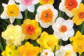 Pin On Flowers For Each Month