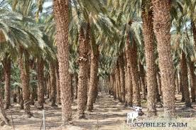 California is the major american producer. How To Grow A Date Tree From A Date Seed Joybilee Farm Diy Herbs Gardening