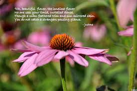 Flower Poem Flower Poem Beautiful Flowers Flowers