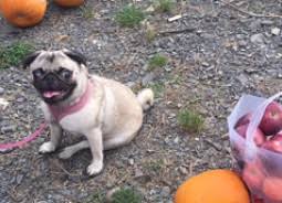 Below are our newest added pugs available for adoption in georgia. Pug Puppies For Sale In Georgia Ga Purebred Pugs Puppy Joy
