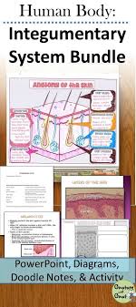 Integumentary System Unit And Activities Integumentary System Integumentary System Activities Nursing School Survival