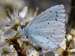 Image result for Celastrina argiolus
