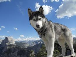 How will you determine whether you are or we're a bunch of husky enthusiasts; Siberian Husky Dog Breed Info Pictures Personality Facts Doggie Designer