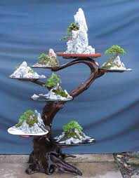 Boxwoods Serissas Or Bonsai Bark Bonsai Baum Bonsai Pflanzen