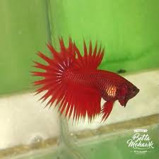 Due to selective breeding, the ever popular male betta splendens, or siamese fighting fish, is now available in an enormous array of colours and tail types. Crowntail Betta Fish Steemit