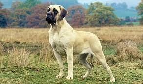 Mastiff Dog Breed Information