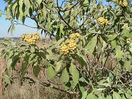 We did not find results for: Top 12 Invasive Trees Found In Gardens Life Is A Garden