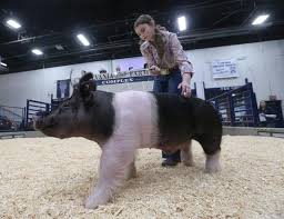 Delaware Unveils New CAFO Regulations