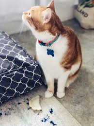 223 largo dr, nashville, tn 37211. Mutts Amp Meows Pet Supply Store 30 Photos 14 Reviews Pet Stores 935 Woodland St Edgefield Nashville Tn Phone Number Yelp