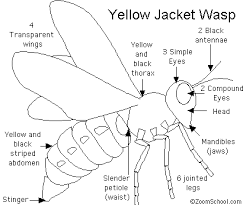 Black And White Insect With Stinger Yellow Jacket Printout Enchantedlearning Com Yellow Jacket Wasp Wasp Yellow Jacket