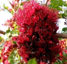 Image result for Schotia brachypetala