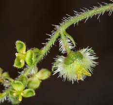 Image result for Tragia brevipes