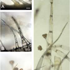 Image result for Isoglossa milanjiensis