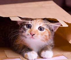 Flinging humans around is not an option, but young cats may nibble or bite our play helps kittens develop social skills, motor coordination, and hunting skills. Why Play Is Important For Kittens