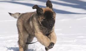 Read more about this dog breed on our leonberger breed information page. 20 Things Only Leonberger Owners Would Understand