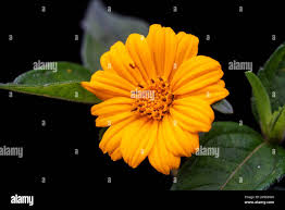 Image result for Chloris mossambicensis