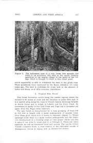 Image result for Clitandra cymulosa