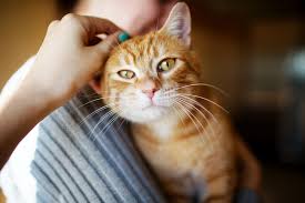 People Are Getting Sicker From Cat Scratch Disease Shots Health News Npr