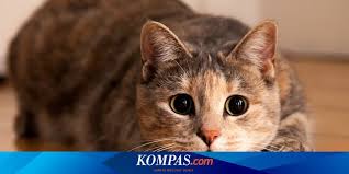 Cara mengatasi bulu kucing rontok. Ingin Sterilisasi Kucing Gratis Begini Syarat Pendaftarannya Halaman All Kompas Com