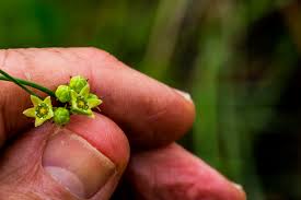 Image result for Sisyranthus imberbis